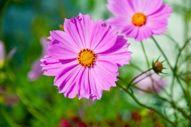 Yazın doğa bahçesinde Cosmea çiçeği. Doğanın güzelliği. Çiçekli kozmetik çiçeği. Meksika makinası.