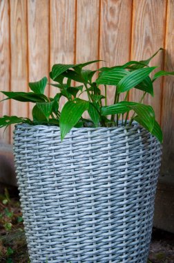 Flowerpot with Hosta plant. Cachepot with plantain lily or Hosta plant outdoor. clipart