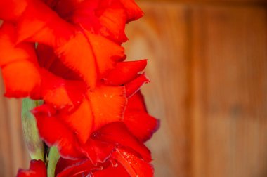 Gladiolus çiçeğinin kırmızı rengi. Gladiolus 'un çiçek açan kırmızı rengi. Doğada kırmızı gladiolus çiçeği. Boşluğu kopyala.
