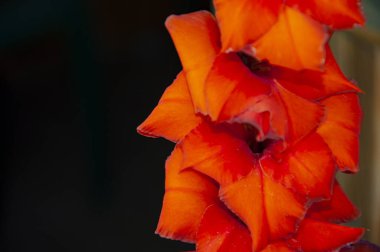 Gladiolus çiçeğinin kırmızı rengi. Gladiolus 'un çiçek açan kırmızı rengi. Doğada kırmızı gladiolus çiçeği. Pankart.