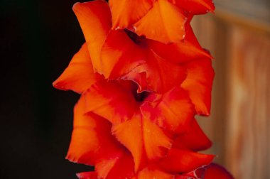 Gladiolus çiçeğinin kırmızı rengi. Gladiolus 'un çiçek açan kırmızı rengi. Doğada kırmızı gladiolus çiçeği. Gladiolus Magma.