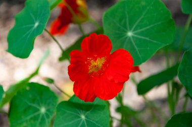 Bahçe çiçekleri. Yeşil yapraklı kırmızı nasturtium çiçeği. Doğada Nasturtium çiçeği. Parlak renkler.