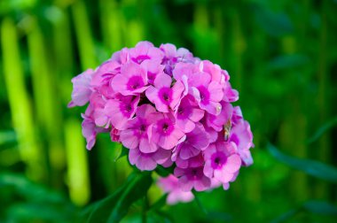 Açık hava bahçesinde çiçek açan Phlox çiçeği pembe renk. Çiçek doğası. Şatafatlı bitki. Çiçek açan.