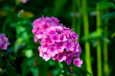 Açık hava bahçesinde çiçek açan Phlox çiçeği pembe renk. Çiçek doğası. Şatafatlı bitki. Phlox panikledi..