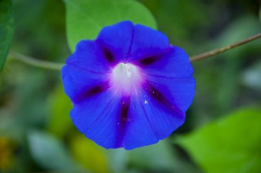 Ipomoea nil purple flowering blooming flower. Flower of ivy morning glory in nature. Botanic flower. clipart