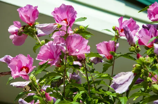 Doğa güzelliği. Bahçede çiçek açan Hibiscus çiçeği. Çiçekli amber çiçeği. Çiçeğin doğası. Çiçek açan yaz çiçekleri. Çiçek açan bitkisel bitki çiçeği.