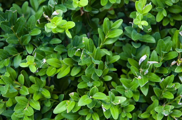 Yeşil doğa geçmişi. Doğal bitki örtüsü. Doğanın arka planı yeşil renk. Evergreen Boxwood ortak kutusu ya da Avrupa kutusu. Buxus sempervirens. Üst görünüm.