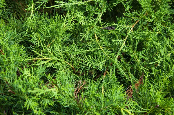Yeşil doğa geçmişi. Doğal bitki örtüsü. Doğanın arka planı yeşil renk. Ardıç çiçeği..