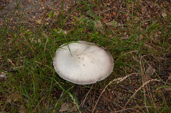 stock image Mashrooming in the forest. Mushroom on green moss outdoor.