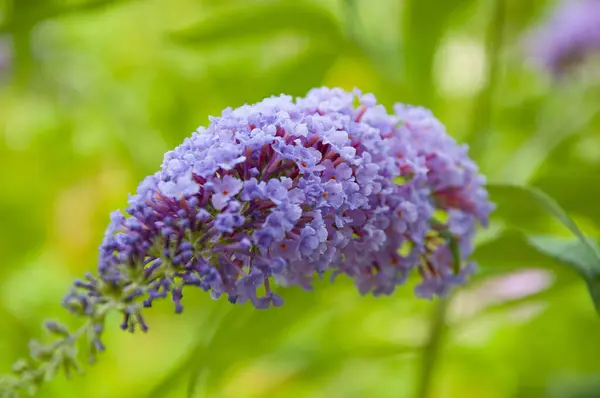 stock image Buddleja flower purple color outdoor. Flowering purple Buddleia or Buddleja in the garden. Summer lilac. Orange eye flower. Butterfly bush.