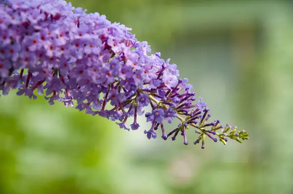 stock image Buddleja flower purple color outdoor. Flowering purple Buddleia or Buddleja in the garden. Summer lilac. Orange eye flower. Lilac color.