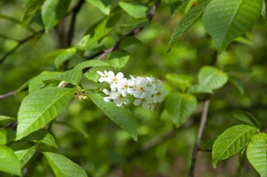 Baharda Hagberry çiçeği açar. Bahar doğası. Çiçekli kuş kirazı. Bahar mevsimi çiçek açar. Mayday ağacı çiçek açtı. Kiraz ağacında güzel bir bahar böğürtlen çiçeği, makro.