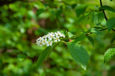 Kiraz ağacında güzel bir böğürtlen çiçeği. Baharda Hagberry çiçeği açar. Bahar doğası. Çiçekli kuş kirazı. Bahar mevsimi çiçek açar. Yeşil yapraklarla çiçek açan mayday ağacı..