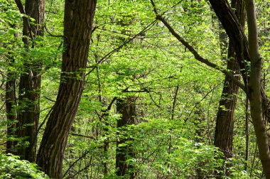 Baharda yeşil orman. Yeşillik orman ağacı olan doğa. Güneşli bahar doğası. Yeşillik ormandaki ağaç. Doğa manzarası. Baharda ormanın manzarası. Ormanın ağaç tepesi. Ormancılık. Yoğun ormanlık.