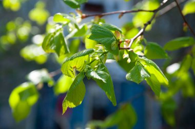 Bahar filizleri büyür. Yeşil yaprak. Bahar doğasında yeşil yaprak, parlak yapraklar, yeşil çevre. Baharda doğa. Yeni bir hayat. Ekoloji.