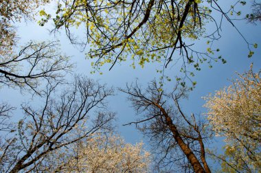 Orman ağacı tepesi. Bahar çiçekli ağaç tepesi. Yeşil ağaç ormanı. Çiçek açan ormanda ilkbahar yeşil ağacı. Çiçek açan yeşil ormanın doğal manzarası. Ağaç tepesi baharda çiçek açar..