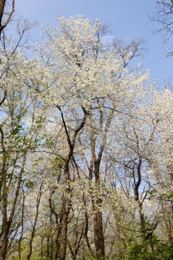Kiraz ağacında güzel bir bahar Sakura çiçeği. Baharda çiçek açan Sakura çiçeği. Bahar doğası. Çiçekli Sakura. Bahar mevsimi çiçek açar. Japon kirazı. Açan orman. Sakura çiçeği..