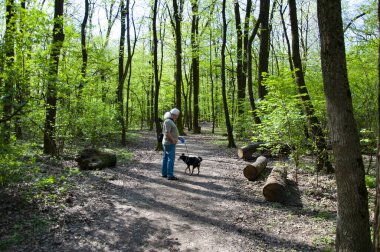Yaşlı adam, baharda ya da parkın doğasında evcil köpeği gezdirir..