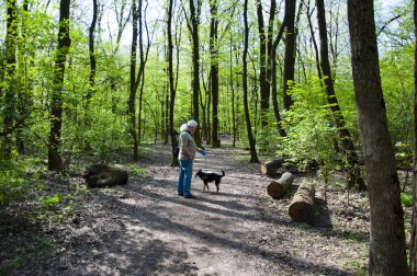 Yaşlı adam, baharda orman ya da parkın doğasında evcil köpeğini gezdirir. Yürüyüş yolu.