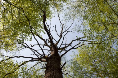 Çiçek açan yeşil ormanın doğal manzarası. Ağaç tepesi baharda çiçek açar. Orman ağacı tepesi. Bahar çiçeği ağacı. Yeşil ağaç ormanı. Çiçek açan ormanda ilkbahar yeşil ağacı. Mevsimlik tazelik.