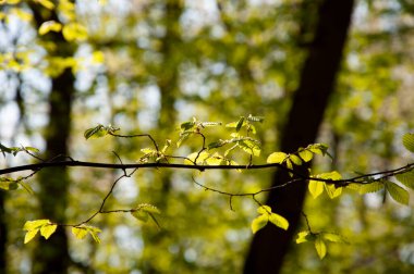 Bahar doğasında yeşil yaprak, parlak yapraklar, yeşil çevre. Baharda doğa. Yeni bir hayat. Bahar filizleri büyür. Yeşil yaprak. Japon mavisi kayın.