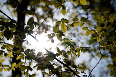 Baharda doğa. Yeni bir hayat. Bahar filizleri büyür. Yeşil yaprak. Bahar doğasında yeşil yaprak, parlak yapraklar, yeşil çevre. Seçici odak.