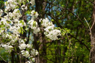 Bahar doğası, kopyalama alanı. Çiçekli Sakura. Bahar mevsimi çiçek açar. Japon kirazı. Sakura çiçeği. Kiraz ağacında güzel bir bahar Sakura çiçeği. İlkbaharda açan Sakura çiçeği.