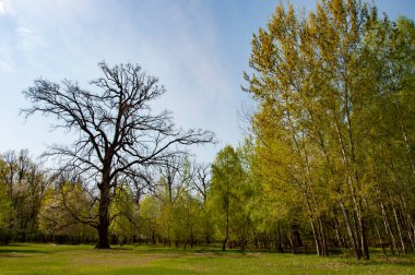 Bahçe manzarası. Yeşillik orman ağacı olan doğa. Güneşli bahar doğası. Yeşillik ormandaki ağaç. Doğa manzarası. Baharda ormanın manzarası. Ormanın ağaç tepesi. Ormancılık. Baharda yeşil orman.