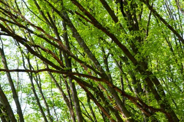 Yeşillik ormandaki ağaç. Doğa manzarası. Baharda ormanın manzarası. Ormanın ağaç tepesi. Ormancılık. Baharda yeşil orman. Yeşillik orman ağacı olan doğa. Bahar doğası arka planı.