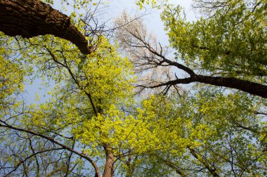 Yeşil ağaç ormanı. Çiçek açan ormanda ilkbahar yeşil ağacı. Çiçek açan yeşil ormanın doğal manzarası. Ağaç tepesi baharda çiçek açar. Orman ağacı tepesi. Bahar çiçekli ağaç tepesi. Parlak renk.