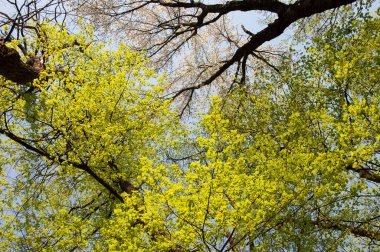 Çiçek açan ormanda ilkbahar yeşil ağacı. Çiçek açan yeşil ormanın doğal manzarası. Ağaç tepesi baharda çiçek açar. Orman ağacı tepesi. Bahar çiçekli ağaç tepesi. Yeşil ağaç ormanı. Bahar rengi.