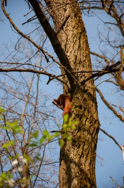 Sincap kemirgeni. Gopher açık havada. Vahşi bir hayvan. Ağaçtaki sincap. Kemirgen hayvan sincabı. Kemirgen hayvan ailesi. Vahşi yaşam doğası. Sincaplı orman. Vahşi sincap..