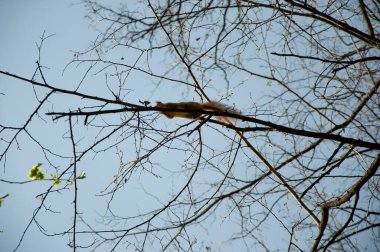 Vahşi bir hayvan. Ağaçtaki sincap. Kemirgen hayvan sincabı. Kemirgen hayvan ailesi. Vahşi yaşam doğası. Sincaplı orman. Vahşi sincap. Sincap kemirgeni. Gopher açık havada.