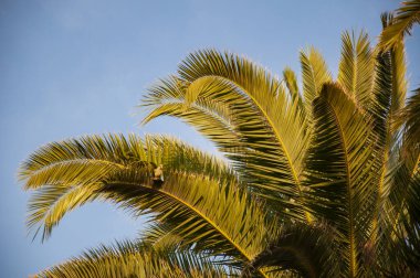 Kaliforniya palmiyesi. Miami 'de tropik bir sahil. Palmiye ağacıyla tropik bir açık hava sahnesi. Tropik yaz tatili. İspanya 'nın egzotik doğası. Palmiye ağacı. Miami güney sahilinde yaz tatili. Boşluğu kopyala.