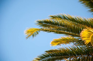 Palmiye ağacı. Miami güney sahilinde yaz tatili. Kaliforniya palmiyesi. Miami 'de tropik bir sahil. Palmiye ağacıyla tropik bir açık hava sahnesi. Tropik yaz tatili. İspanya 'nın egzotik doğası, bayrak.