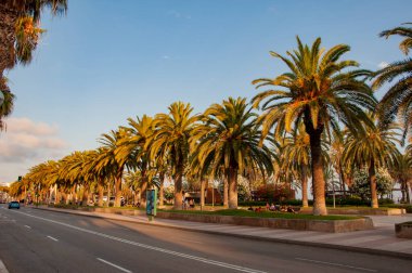 Salou, İspanya - 11 Temmuz 2024: İspanya 'nın egzotik doğası. Palmiye ağacı. Miami güney sahilinde yaz tatili. Kaliforniya palmiyesi. Miami 'de tropik bir sahil. Palmiyeli tropik açık hava sahnesi.