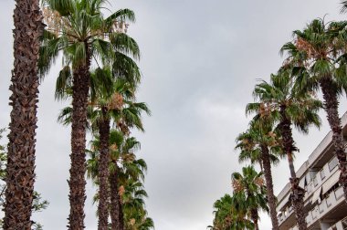 Palmiye ağacı sokağı. Miami güney sahilinde yaz tatili. Kaliforniya palmiyesi. Miami 'de tropik bir sahil. Palmiye ağacıyla tropik bir açık hava sahnesi. Tropik yaz tatili. İspanya 'nın egzotik doğası.