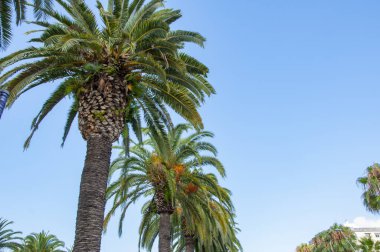Kaliforniya palmiyesi. Miami 'de tropik bir sahil. Palmiye ağacıyla tropik bir açık hava sahnesi. Tropik yaz tatili. İspanya 'nın egzotik doğası. Palmiye ağacı. Miami güney sahilinde yaz tatili. Boşluğu kopyala.