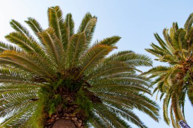 Miami 'de tropik bir sahil. Palmiye ağacıyla tropik bir açık hava sahnesi. Tropik yaz tatili. İspanya 'nın egzotik doğası. Palmiye ağacı. Miami güney sahilinde yaz tatili. Kaliforniya 'nın palmiye ağacı.