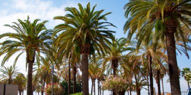 Palmiye ağacı. Miami güney sahilinde yaz tatili. Kaliforniya palmiyesi. Miami 'de tropik bir sahil. Palmiye ağacıyla tropik bir açık hava sahnesi. Tropik yaz tatili. İspanya 'nın egzotik doğası.