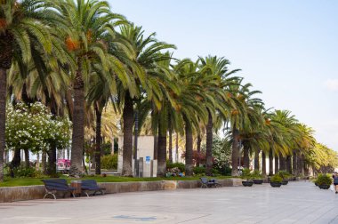 Palmiye ağacıyla tropik bir açık hava sahnesi. Tropik yaz tatili. Egzotik doğa İspanya. Palmiye ağacı. Miami güney sahilinde yaz tatili. Kaliforniya palmiyesi. Miami 'de tropik bir sahil. Sokak aralığı.