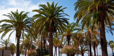 Miami güney sahilinde yaz tatili. Kaliforniya palmiyesi. Miami 'de tropik bir sahil. Palmiye ağacıyla tropik bir açık hava sahnesi. Tropik yaz tatili. İspanya 'nın egzotik doğası. Palmiye ağacı parkı.