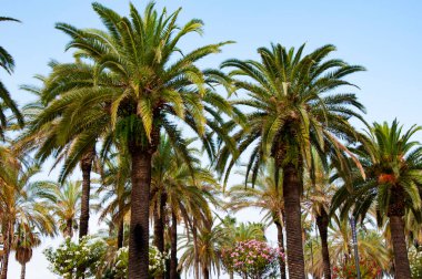 Tropik yaz tatili. İspanya 'nın egzotik doğası. Palmiye ağacı. Miami güney sahilinde yaz tatili. Kaliforniya palmiyesi. Miami 'de tropik bir sahil. Palmiyeli tropik açık hava sahnesi.
