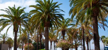 Miami 'de tropik bir sahil. Palmiye ağacıyla tropik bir açık hava sahnesi. Tropik yaz tatili. İspanya 'nın egzotik doğası. Palmiye ağacı. Miami güney sahilinde yaz tatili. Kaliforniya 'nın palmiye ağacı.