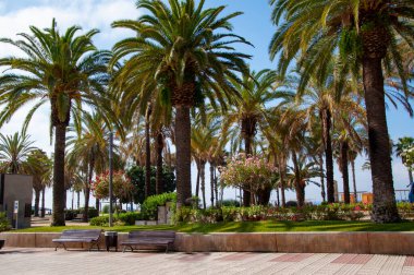 Kaliforniya palmiyesi. Miami 'de tropik bir sahil. Palmiye ağacıyla tropik bir açık hava sahnesi. Tropik yaz tatili. İspanya 'nın egzotik doğası. Palmiye ağacı. Miami Güney Sahili 'nde yaz tatili.