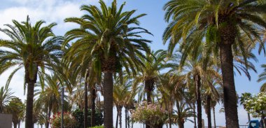 Palmiye ağacıyla tropik bir açık hava sahnesi. Tropik yaz tatili. İspanya 'nın egzotik doğası. Palmiye ağacı. Miami güney sahilinde yaz tatili. Kaliforniya palmiyesi. Miami 'deki tropik plaj.