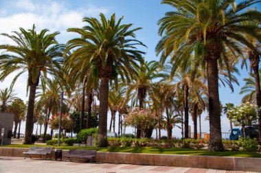 İspanya 'nın egzotik doğası. Palmiye ağacı. Miami güney sahilinde yaz tatili. Kaliforniya palmiyesi. Miami 'de tropik bir sahil. Palmiye ağacıyla tropik bir açık hava sahnesi. Tropik yaz tatili. Park Caddesi.