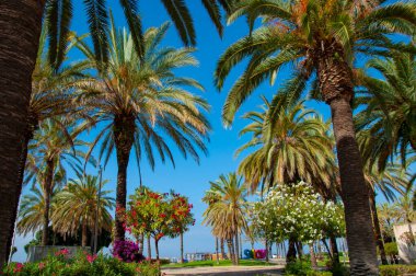 Palmiye ağacı. Miami güney sahilinde yaz tatili. Kaliforniya palmiyesi. Miami 'de tropik bir sahil. Palmiye ağacıyla tropik bir açık hava sahnesi. Tropik yaz tatili. İspanya 'nın egzotik doğası, Salou.