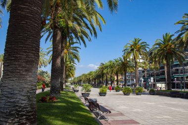 Miami güney sahilinde yaz tatili. Kaliforniya palmiyesi. Miami 'de tropik bir sahil. Palmiye ağacıyla tropik bir açık hava sahnesi. Tropik yaz tatili. İspanya 'nın egzotik doğası. Palmiye ağacı. Kamu parkı.
