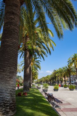Kaliforniya palmiyesi. Miami 'de tropik bir sahil. Palmiye ağacıyla tropik bir açık hava sahnesi. Tropik yaz tatili. İspanya 'nın egzotik doğası. Palmiye ağacı. Miami güney sahilinde yaz tatili. Park sokağı.